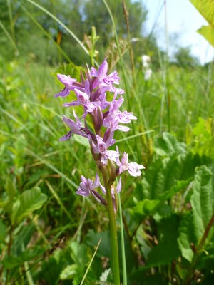 Orchis de Fusch