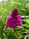 Orchis de Tanay