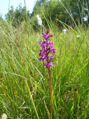 Orchis de Traunsteiner