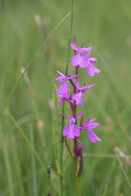 Orchis des marais