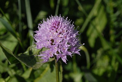 Orchis globuleux