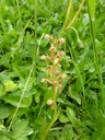 Orchis grenouille