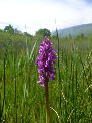 Orchis incarnat