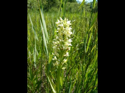 Orchis jaune pâle