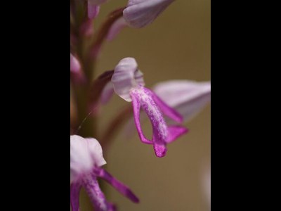 Orchis militaire