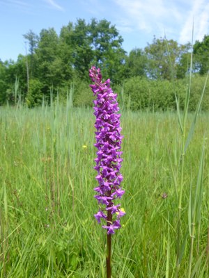 Orchis moustique