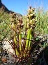 Orchis nain des Alpes