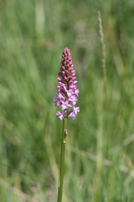 Orchis odorant