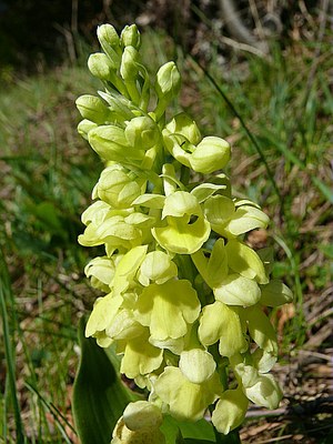 Orchis pâle