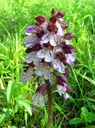 Orchis pourpre