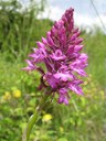 Orchis pyramidal