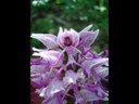 Orchis singe