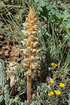 Orobanche blanche