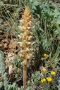 Orobanche blanche