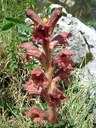 Orobanche de la germandrée