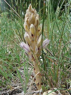 Orobanche des sables