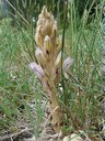 Orobanche des sables