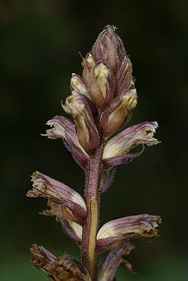 Orobanche du lierre 