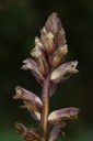 Orobanche du lierre 