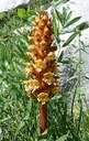 Orobanche du sermontain