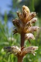 Orobanche du trèfle