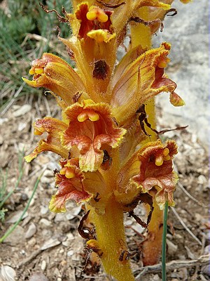 Orobanche grêle