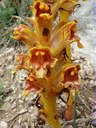 Orobanche grêle