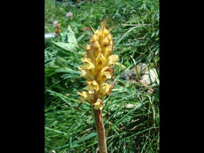 Orobanche réticulée