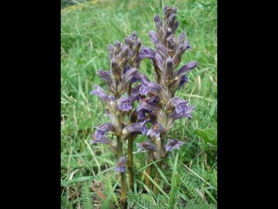 Orobanche violette