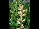 Orobanche vulgaire