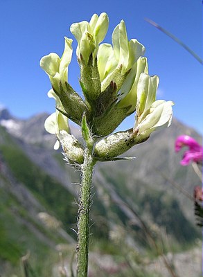 Oxytropis champêtre