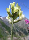 Oxytropis champêtre