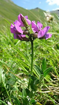 Oxytropis de Laponie