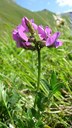 Oxytropis de Laponie