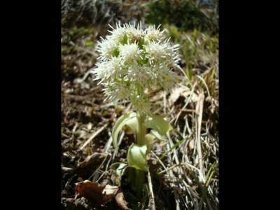 Pétasite blanc