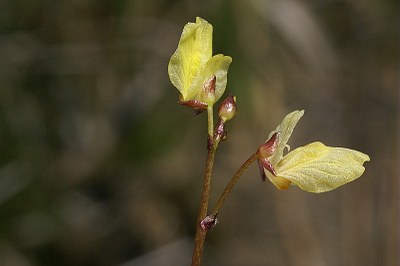 Petit utriculaire