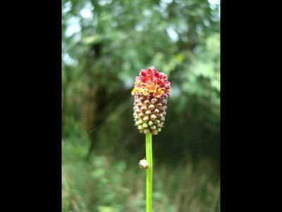 Pimprenelle officinale