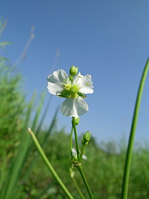 Plantain d'eau