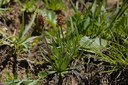 Plantain des Alpes