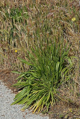 Plantain lancéolé