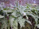 Polypode intermédiaire