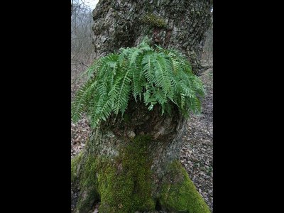 Polypode vulgaire