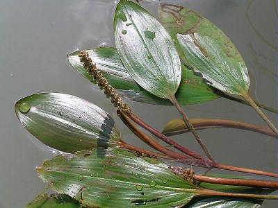 Potamot noueux