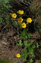 Potentille à grandes fleurs