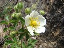 Potentille des rochers