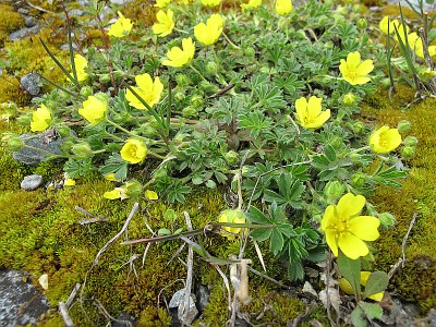 Potentille du printemps