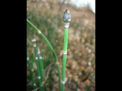 Equisetum hyemale_Damelevières_Clos prés.jpg