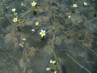 Renoncule aquatique