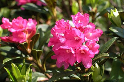 Rhododendron ferrugineux