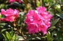 Rhododendron ferrugineux